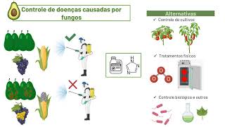 Ã“LEOS ESSENCIAIS COMO AGENTES ANTIFÃšNGICOS EM ALIMENTOS REVISÃƒO DE LITERATURA [upl. by Blum]