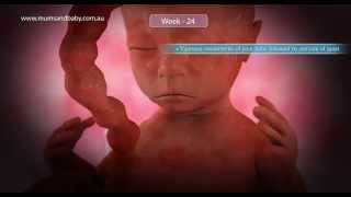 Pregnancy Week 24 wwwmumsandbabycom [upl. by Fine881]