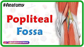 Popliteal Fossa Anatomy Animation Introduction Boundaries Contentsamp Relations [upl. by Virginie986]