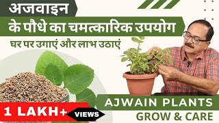 अजवाइन के पौधे का चमत्कारिक उपयोग घर पर उगाएं और लाभ उठाएं I Grow amp Care Ajwain Plant Wonder Herb [upl. by Nonnaer]