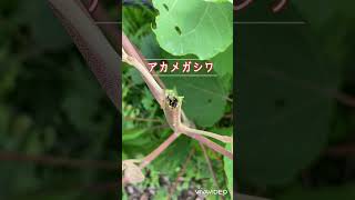 アカメガシワ摘みをしていたら…🌿 An incident while picking Japanese Mallotus [upl. by Wallinga250]