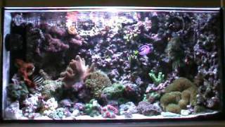 Reef tank 55 gallon vortech mp40 [upl. by Norod]