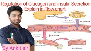 Part 13 Regulation of Glucagon and insulin Secretion Explain in Flow chart [upl. by Vernice412]