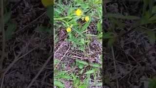 やっと春が来た！ ⑤  2 ミツバツチグリ！ Potentilla freyniana [upl. by Abbot]