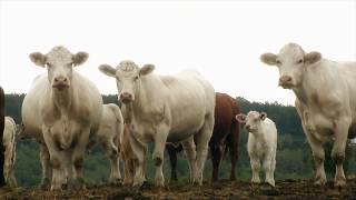 Production de bovins laitiers et de veaux dembouche  Ferme GMR Bic [upl. by Ebsen]