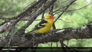 Western Tanager Song [upl. by Can]