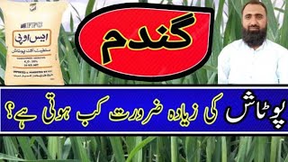 When to use potash fertilizer in Wheat  Bilal Kanju Official [upl. by Kelcie773]