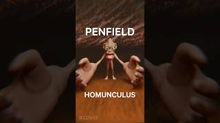 The Secret Map Of Your Body Penfield Homunculus [upl. by Glaudia]