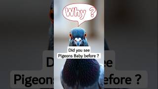 Why Pigeons Are Keeping Their Babies a SECRET [upl. by Einnov]