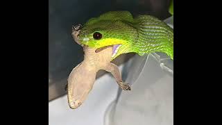 Trimeresurus insularis Snake Popping Out the Venomous Blade [upl. by Volpe]