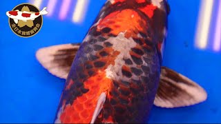 These Are The Best 21 Koi In Their Variety Class  All Japan Koi Show 2019 [upl. by Aneetsyrk729]