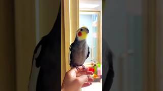 Adorable Cockatiels Cute Singing Moments 😍 cockatielscraze [upl. by Aseret]