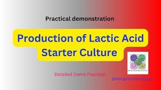 Production of Lactic Acid Starter Culturelactic acid bacteria preparationFermentationmicrobiology [upl. by Lattie]