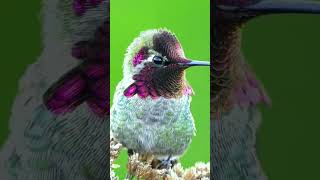 Bird Wildlife Beautiful Bird on Earth  Jungle Bird [upl. by Gilli]