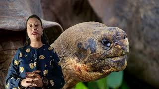 Adwaita Tortoise सबसे पुराना जीवित जीव  255 years old adwaita adwaitatortoise tortoiseslife [upl. by Hemphill]