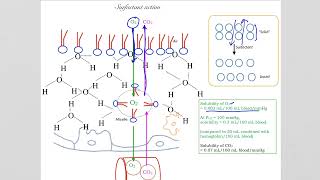 282 Why do your lungs need surfactant and how do we test for lung surfactant [upl. by Eniloj]