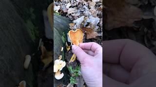 Лисичка несправжня Hygrophoropsis aurantiaca Clitocybe aurantiaca mushroom nature shorts [upl. by Salmon]