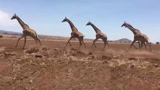 Herd of giraffes running in Tanzania Africa [upl. by O'Gowan179]