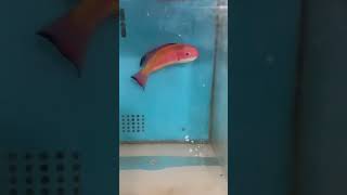 Hooded Flame Fairy Wrasse  Saltwater Fish  Quarantined Fish shorts youtubeshorts reef reeftank [upl. by Bea]