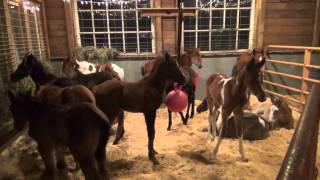 A visit to Last Chance Corral foal rescue [upl. by Ynnod]