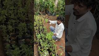 తులసి మొక్కలు 2024 garden चुनाव2023 gardenplants తెలుగుతోట1 plants [upl. by Tanberg413]