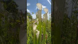 Sarracenia Leucophylla white pitchers plant garden nature flowers [upl. by Baron]