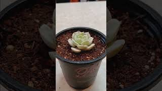 Echeveria Lola succulent growth guide plants gardening plant houseplants tutorial tutorials [upl. by Liebermann]