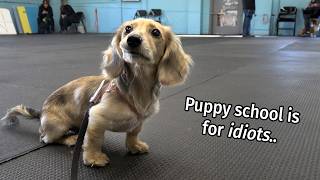 Ep 7 its a Daphne Day  Cute Dachshund Puppy Vlog [upl. by Andi]