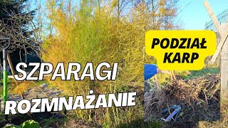 Uprawa szparag Jak rozmnażać szparagi  Podział karp szparagi Szparagi z nasion [upl. by Nagah]