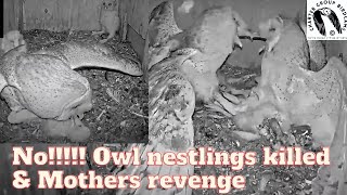 Raw Footage Barn Owls Unbelievable Assault Killing Nestlings and Their Mothers Vengeance [upl. by Osbert91]