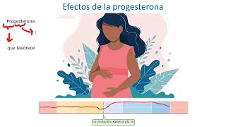 Fisiología reproductiva femenina 2 [upl. by Fasano]