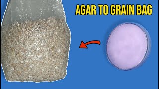 Agar To Grain Bags Spawn Inoculation Mushroom Cultivation [upl. by Vladimar]