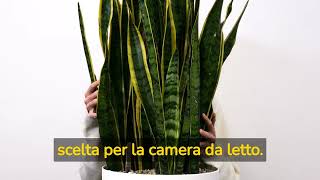 Sansevieria caratteristiche e proprietà della pianta Come curarla e coltivarla [upl. by Pernas223]