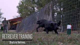 Teaching Your Gundog to Retrieve  Hunting Dog Training [upl. by Ailemor]