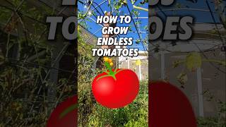 How To Propagate Tomato Plants🍅🍅 [upl. by Einalam242]