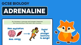 Adrenaline  GCSE Biology [upl. by Seaman]