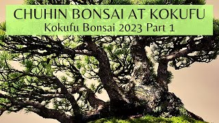 Kokufu Chuhin Bonsai Section in 2023 Part 1 第97回国風盆栽展前期中品盆栽 [upl. by Nedia]