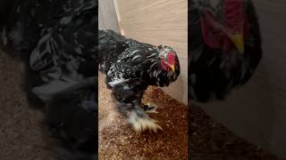 Gallos felices con gallinas shortvideo gallinas crianza [upl. by Aelahs735]