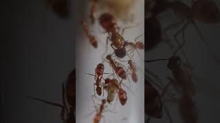 A Camponotus fragilis colony after some red sugar water antkeeping antlove hormigas insects [upl. by Adnilim849]