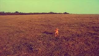 Lurcher puppy training for the retrieve [upl. by Ecar]