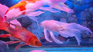 Relax with Colorful Fish and Calming Water Sounds  ASMR Deep Relaxation [upl. by Eelyr657]