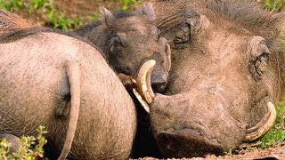 The Smart Way Warthogs Keep Insects at Bay [upl. by Alodi623]