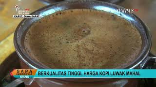 Inilah Kopi Luwak Garut 1 Kg Dijual Rp 12 Juta [upl. by Kcirtap]