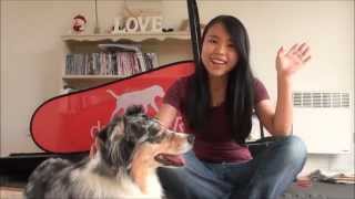 Pet Product Review 06  DogPacer Treadmill [upl. by Menon]