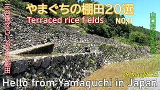 やまぐち棚田20選【No11 三谷地区いしがきの棚田  後編】山口市徳地 2024年05月29日 [upl. by Massingill]