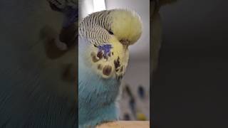 Beautiful Budgie Closeup [upl. by Stanislas]