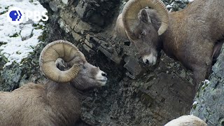 Rams Battle for Right to Mate [upl. by Koppel]