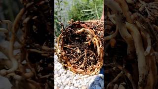 Palme richtig umtopfen DIY Tutorial Phoenix canariensis Kanarische Dattelpalme 🌴 pflanzen Substrat [upl. by Bluma]