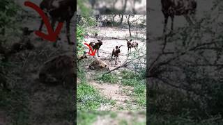 ¡hiena vs perros salvajes hienas vs perrossalvajes animalessalvaje [upl. by Solana878]