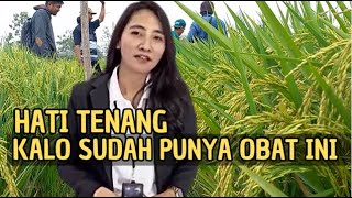 MUMPUNG HARGA GABAH NAIK PAKAI OBAT INI BIKIN PADI SUBUR PANEN NAIK TAJAM BISA BELI SAWAH LAGI [upl. by Nolyarg110]